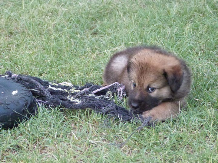 chinook dog